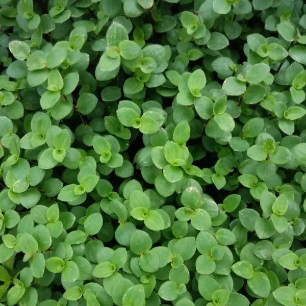 铺地锦竹草多年生草本植物用于屋顶绿化植于路边坡地水塘地被植物