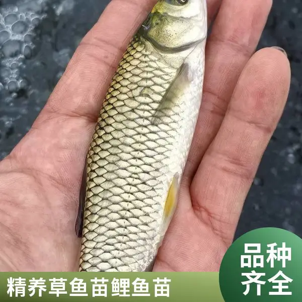 泰安本地草鱼苗鲤鱼苗鱼苗场3-5cm小规格新塘放苗支持现场看苗