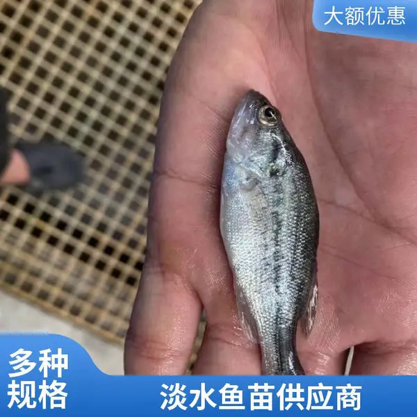 本地鲈鱼苗鲟鱼鱼苗养殖场日照基地提供大规格鱼苗