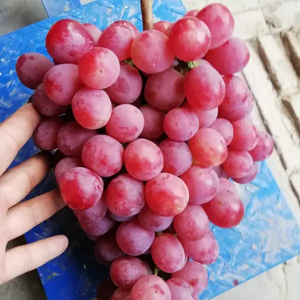 �������������������ѻ�������������ؼ۸�������Ӧ��������