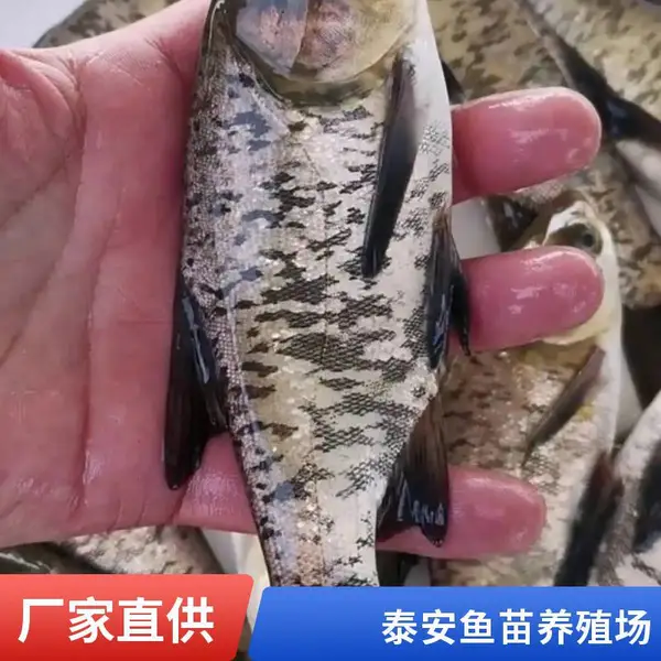 泰安本地花鲢苗白鲢鱼苗养殖场基地鳙鱼苗鲢鱼苗可搭配供应