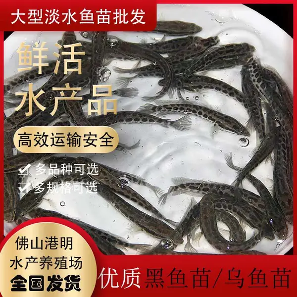 黑鱼苗 蛇头乌鳢鱼苗求购 商家