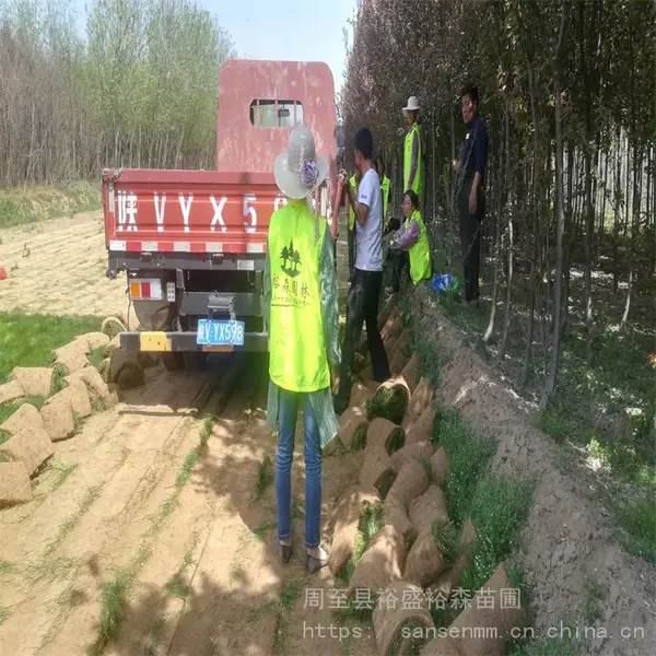 西安草坪种子-绿化护坡草花 混播草坪种子价格