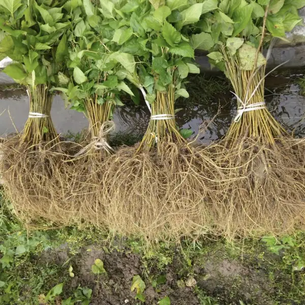 广西杂交桑树苗桂桑5号桑苗40-60cm高养蚕蛋白桑畜牧饲料桑苗