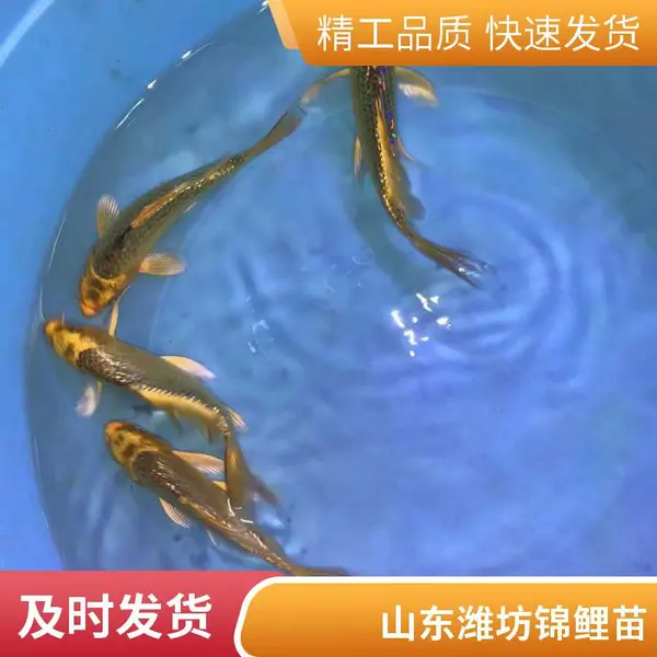 山东潍坊本地观赏鱼苗锦鲤鱼苗养殖场 锦鲤水花 3-5cm 体质好