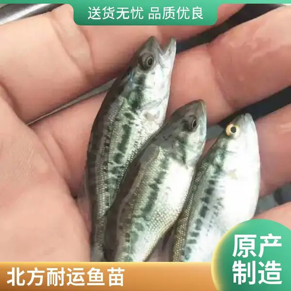 需要鲈鱼苗和鲟鱼苗 山西大同朔州鲈鱼苗鲟鱼鱼苗养殖场 1-3两苗均有