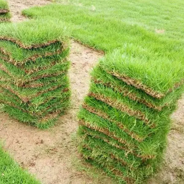 湖北咸宁 马尼拉草坪 草种子***格 哪家比较好