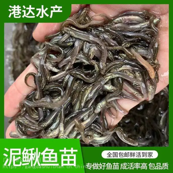 本地泥鳅苗高密度养殖 可放生淡水幼苗 港达水产科学孵化出苗