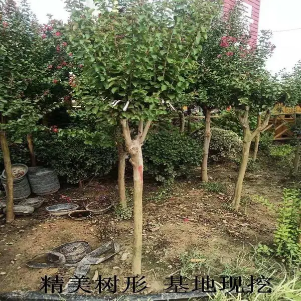 ��ޱ����С������������ޱͥ԰��Ժ��ֲ���պ���׮��Ǩռ������