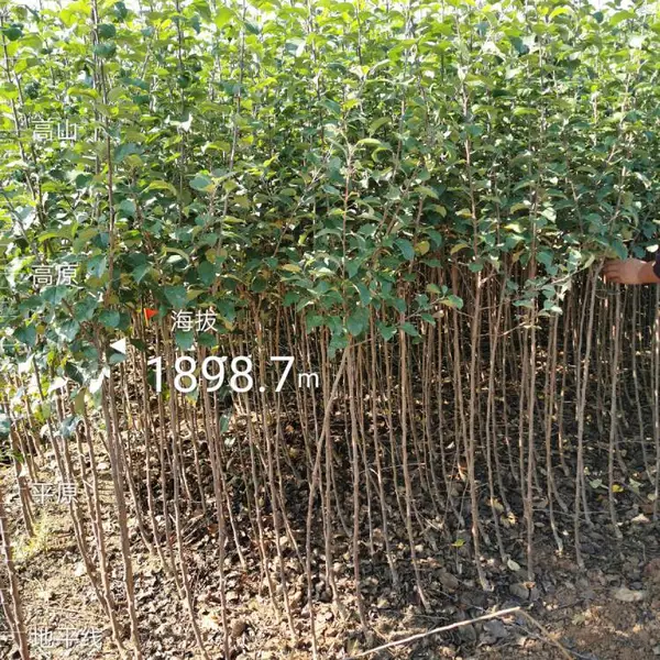 红富士苹果苗华硕鲁丽红露嘎啦红将军烟富苹果批发云南四川贵州山东陕西苹果苗