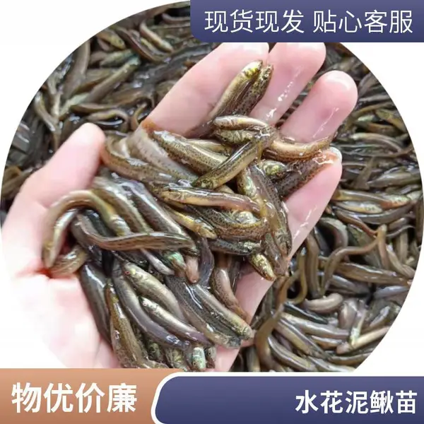 圆头青鳅泥鳅寸苗 淡水杂交泥鳅水花苗 鱼虾共生养殖泥鳅种苗批发