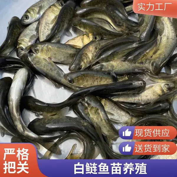山东潍坊本地花鲢白鲢鱼苗养殖场 优良鱼种 花鲢白鲢苗种基地