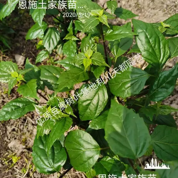 臭黄荆树苗、观音豆腐树苗图片、价格,基地直销