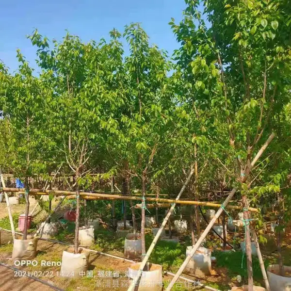 福建山樱花养护-最新红粉佳人花期牡丹樱花容器苗-樱花销售基地_批发优惠中国红福建山樱花
