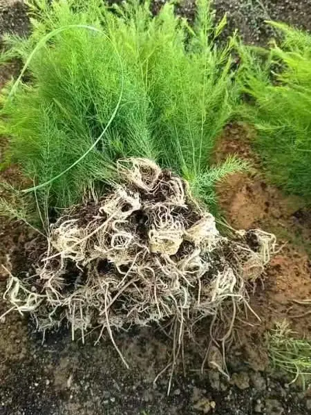 «���ڴ�������԰�����趼������ֲ���ó���Ӫ��������ʡ��