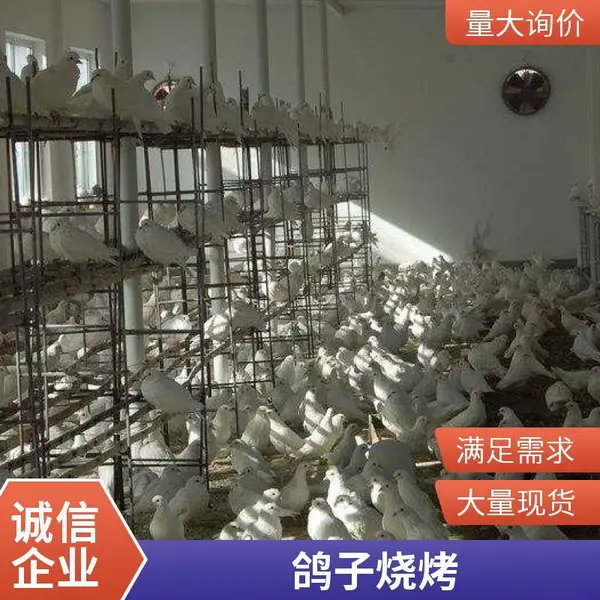 【一手三鸟】鸽子三只装鸽子肉土鸽子肉新鲜鸽批发广东农村散养