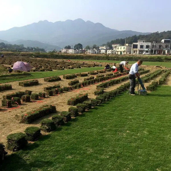 马尼拉草坪 广东保持水土绿化用的草皮种类出售价格 在哪里买