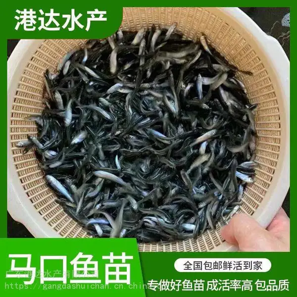 马口鱼能长上斤重 花杈鱼鱼苗养殖经验 港达水产指导养殖