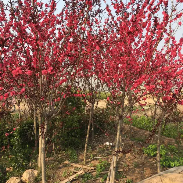 紫叶碧桃 工程苗 红花碧桃 花汇博绿化碧桃
