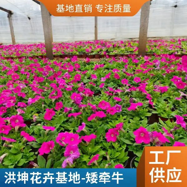 矮牵牛 景区绿化花卉 牵牛花基地 工程花苗 洪坤 花坛栽种 花箱种植