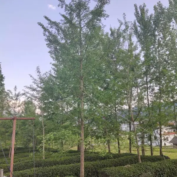 银杏树落叶乔木 园林绿化工程景观苗木 大量批发 价格优惠
