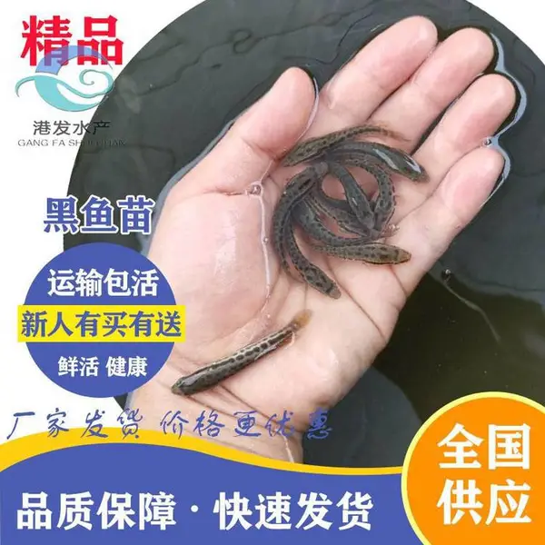 高密度养殖杂交生鱼苗 乌鱼苗 黑鱼苗 斑鱼苗养殖技术指导