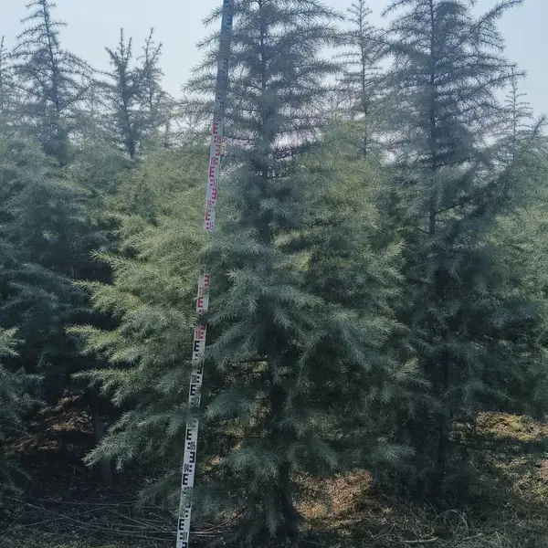 陕西直供雪松 常绿造林绿化苗 现货批发,雪松基地