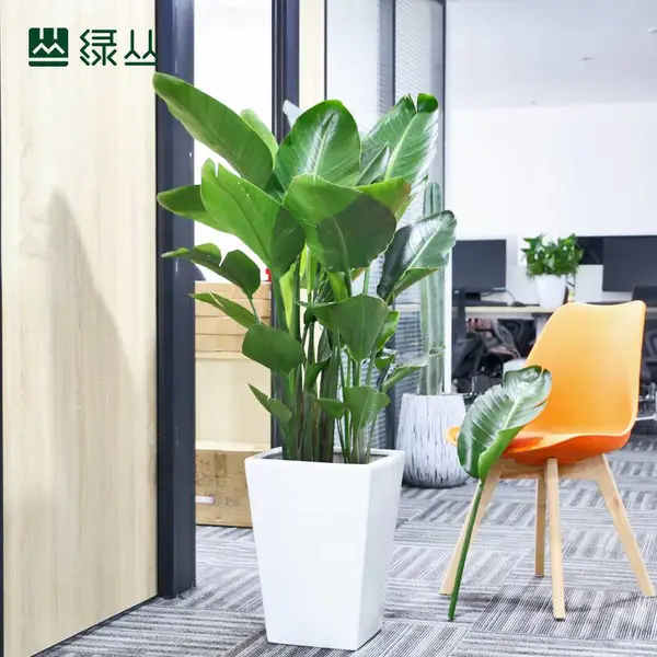 天堂鸟/鹤望兰/北欧装饰客厅植物盆栽/绿丛园林