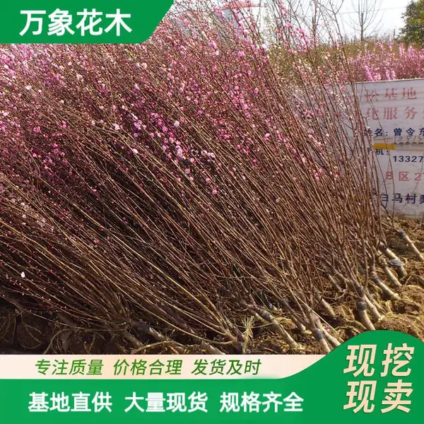 苗圃出售 榆叶梅 花海工程打造 园林庭院造景绿化植物