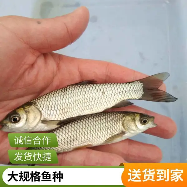 山东菏泽草鱼苗鲤鱼鱼苗养殖场 培育草鱼夏花 鲤鱼乌仔