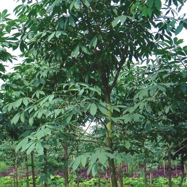 供应绿化用七叶树 专业种植七叶树 工程绿化苗