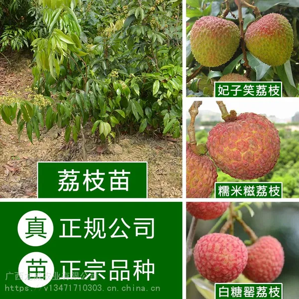��Ӧ������֦��_A4�޺���֦��_Ŵ������֦��_�������֦��_������/����/��ľ