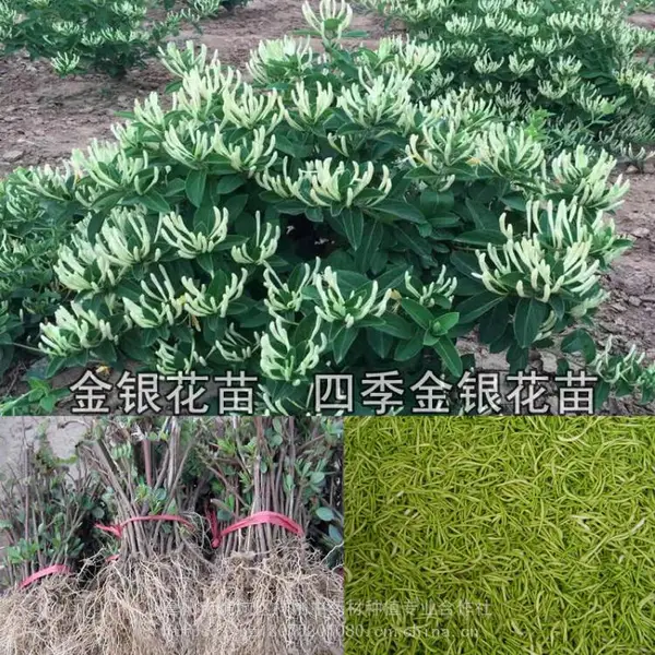 安徽金银花苗产地电话 金银花种苗一亩地400株