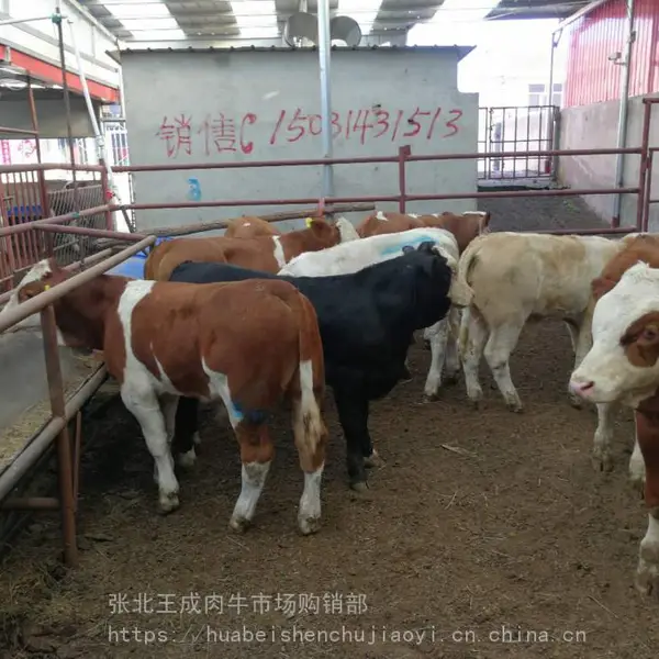 河北肉牛销售市场西门塔尔牛价格咨询肉牛市场
