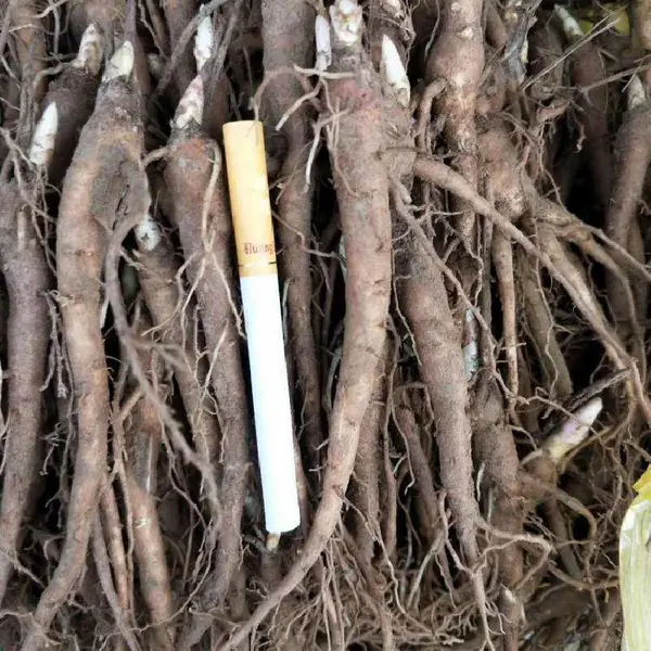 赤芍苗的产量 赤芍苗的价格