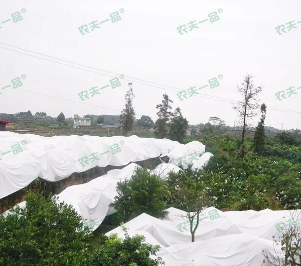 柑橘防寒布价格农夫一品厂家直销柑橘果树专用保温透气