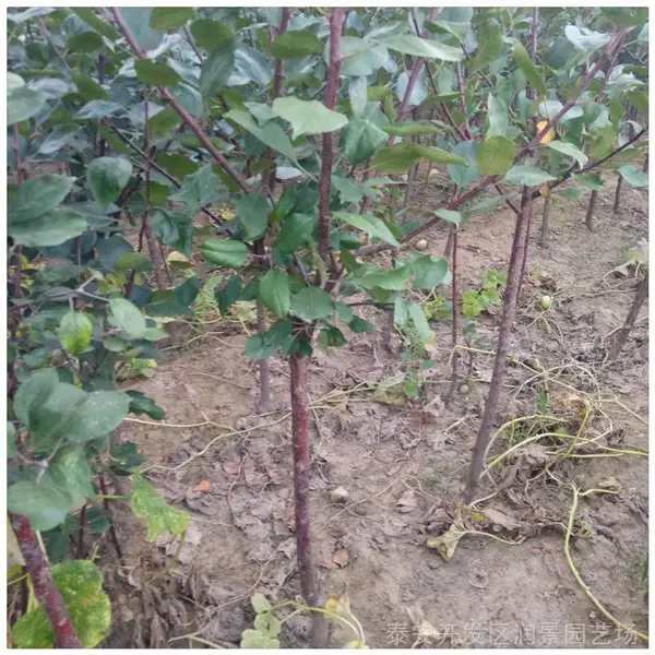 我处现有矮化苹果 华硕苹果树苗 3公分 鸡心果海棠苗