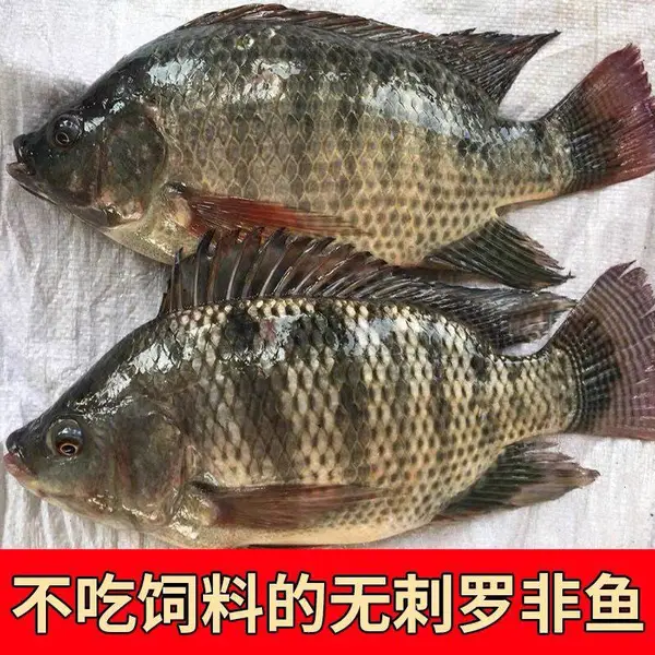 2023年头批特大种罗非鱼鱼苗一号单性罗非鱼苗寒抗寒脆肉罗非包活
