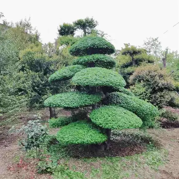 湖北对接白蜡-对结白蜡产地在哪里-造型白蜡价钱多少
