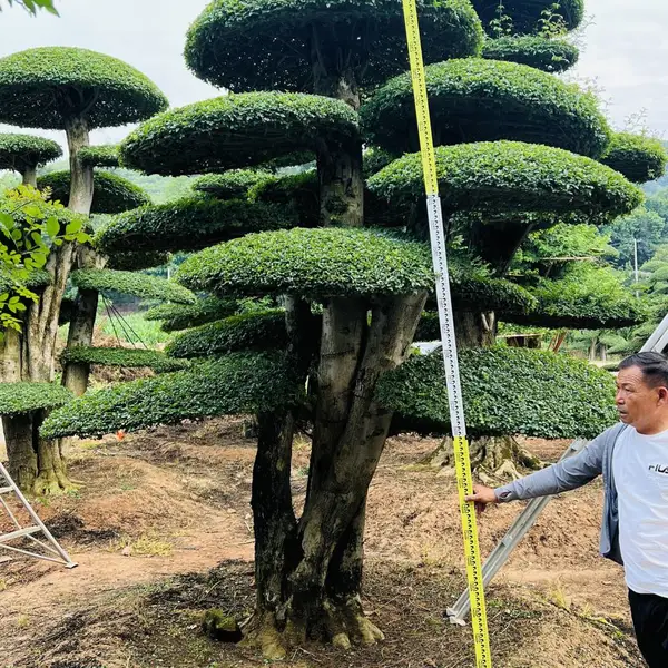 对节白蜡造型树 庭院园林工程乔木 景观造型树基地货源
