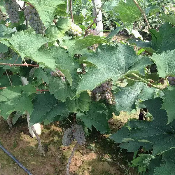 茉莉香葡萄苗培育基地 吉林出售着色香葡萄苗