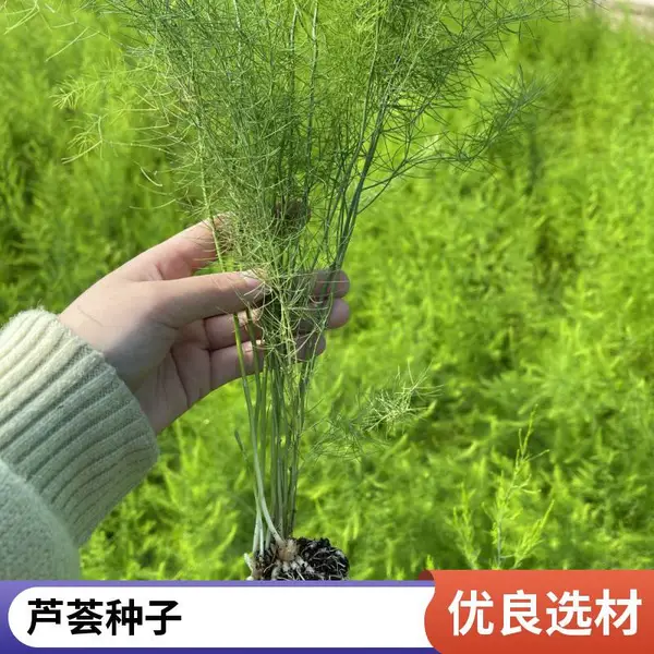鑫航育 6 号芦笋种子 北京通州基地直供 无性系杂交一代 97% 优质笋率京版种