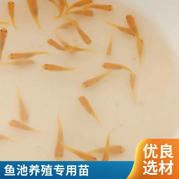 日照锦鲤观赏鱼苗养殖场 本地基地货源 裸鲤龙凤鲤苗可供应
