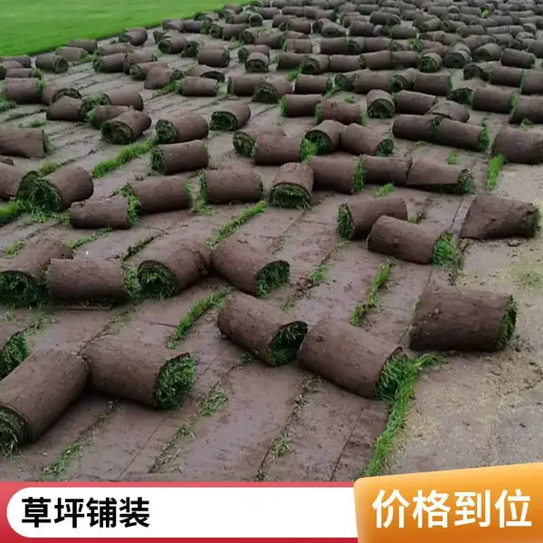 昌平别墅庭院绿化基地公园草坪铺装庭院绿化设计小区草坪铺装施工