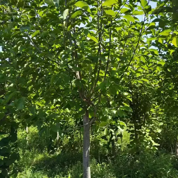 山东聊城临清市白玉兰苗木基地批发销售,8公分红玉兰树苗厂家装车价格,玉兰产地供应商报价