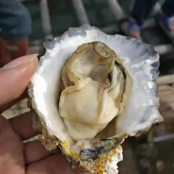 北海生蚝批发市场进货渠道 生蚝批发一手货源