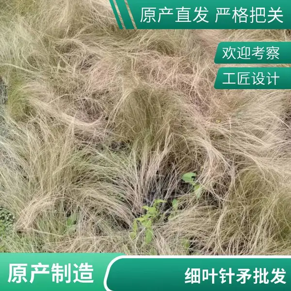 贵州水生植物基地 贵州细叶针矛基地