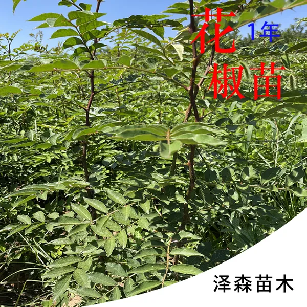 一年生大红袍花椒苗 地径0.5公分以上 裸根花椒树苗基地批发