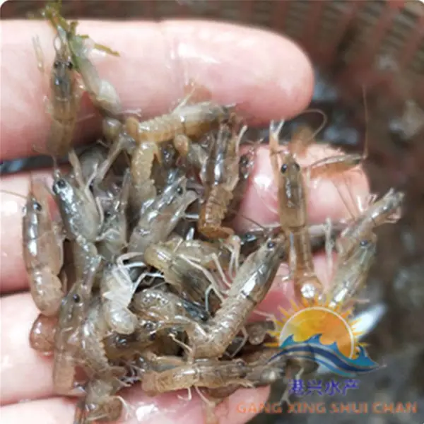 澳洲蓝龙虾苗求购 鲜活运输龙虾苗 台湾泥鳅苗 澳洲丁桂鱼苗
