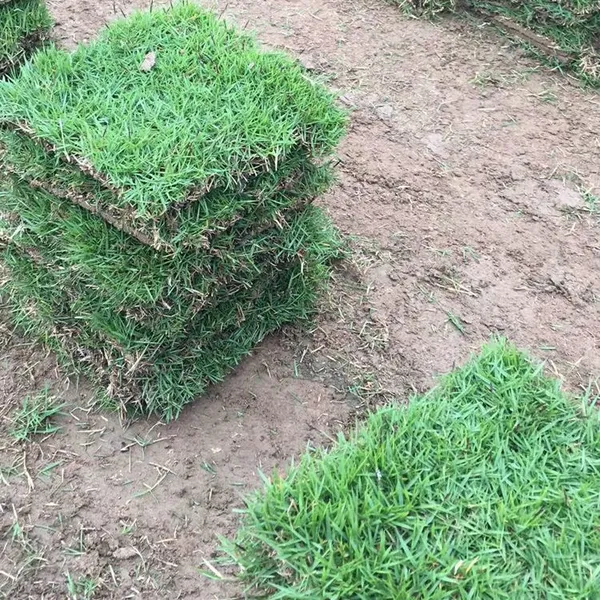 马尼拉草皮 广西贵港公路绿化带用的草皮的出售价格 专车发货